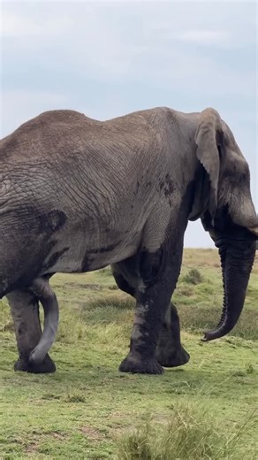 Kiwoito Africa Safaris on Instagram: "🦣 “Do elephants really have five legs?” 🤔 It’s a question many safari guests ask! What looks like a “fifth leg” is actually the male elephant’s reproductive organ — and yes, it can be surprisingly long, which often causes confusion during sightings! Nature truly never ceases to amaze. 🌿 Join Kiwoito Africa Safaris for an authentic Tanzania safari experience — where you’ll uncover fascinating wildlife facts, breathtaking landscapes, and unforgettable encou