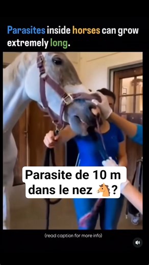 They think they see a 10m parasite… the truth is quite different!