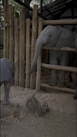 274K views · 20K reactions | Joy has the sweetest way of saying...