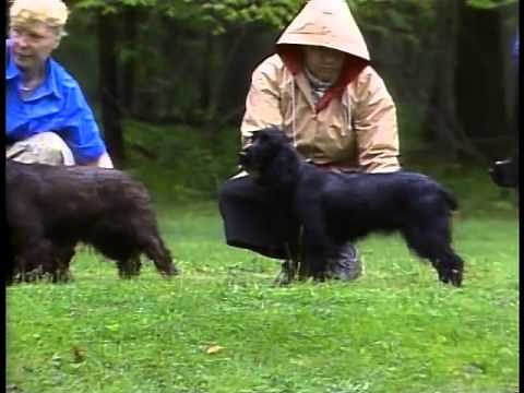 Field Spaniel - AKC Dog Breed Series
