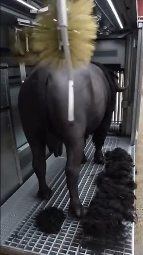 High-Tech Buffalo Wool Shearing: Precision and Power Combined