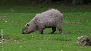The capybara, Hydrochoerus hydrochaeris is the largest extant rodent in the world. Its closest relatives are agouti, chinchillas, coyphillas, and guinea pigs. Native to South America.