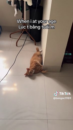 The Amazing Journey of an Asian Cat: From Rivers to Himalayas