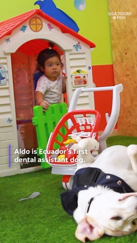 Aldo the dog makes dentist visits easier for these patients in Ecuador