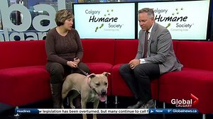 13K views · 63 reactions | WATCH: Calgary Humane Society behavioral expert Barbara Walmer joins Global Calgary with advice on how to express love to your dog. | Global Calgary | Facebook