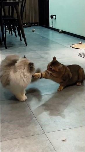 Ultimate Cat Fight Compilation – Feline MMA Showdown