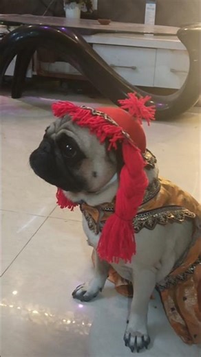 VIRAL EASY TO MAKE PET/CAT/DOG DRESS/CAP || Stitching a Cute Dog Dress from Scratch 🧵🐶 #dog #viral