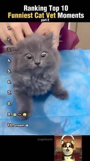 Top 10 Funniest Cat Vet Moments! (Part2)