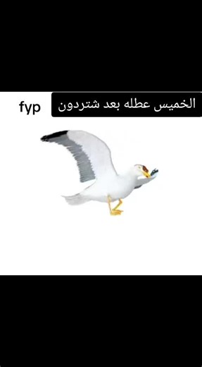 ‏#ملصقات #تيكتوك #شعندك ملصقات نزل