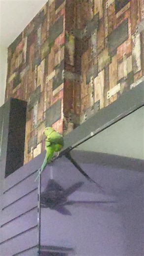 Stunning Parrots: Nature's Colorful Masterpieces