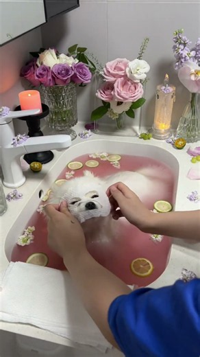 The Ultimate Luxury Dog Spa Day | Relaxing ASMR Grooming Routine!