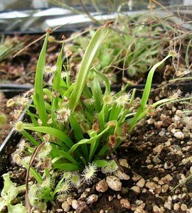 Drosera caduca - Alchetron, The Free Social Encyclopedia