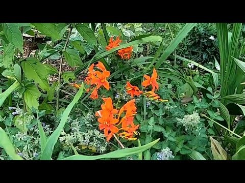 How to grow and care for Crocosmia, #gardeninginmyyard