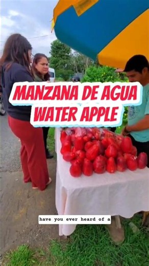Have you ever heard of a Water Apple? 🍎 Tasting exotic fruits in Costa Rica #shortsfeed