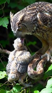 187K views · 1K reactions | Owl 黎 feeding moment ! #shortsreels #likeforlikes #animal #animallover #animalworld #owl #owlvideos #owllovers #owlsofinstagram #owlphotography #animalkingdom | wildlife park | Facebook