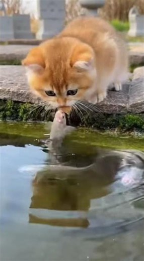 funny Smart kitten Sets a Trap and Catches the Biggest Fish itself #cat #babykittens #cute #funny