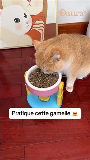 Pourquoi votre chat mange peut-être mal 😳 #cat #cats #pets #accessoireschat #funnycats #chat
