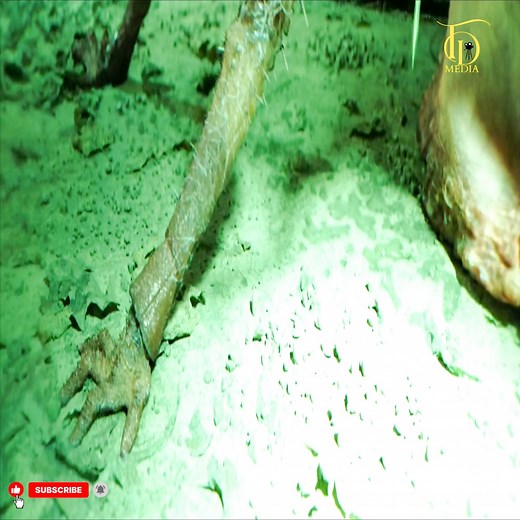 198K views · 5.4K reactions | Escape from the Endless Nightmare #FilmMagic #CinemaMagic #movieclip #Pandora #AvatarMovie #NetflixMovies #MovieHighlights #MovieMagic #FilmLovers #actionmovies | النشار للأثاث | Facebook