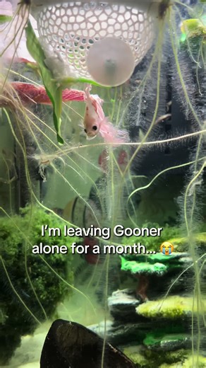 Set up Gooner’s vacation feeder because I won’t be with him for a month😔 Follow so you’re here when I come back and check how he did. Everything I use for his setup is linked in my bio (affiliate, helps me buy him more plants).” #bettafish #fishtok #fishkeeping #vacationtank #petsoftiktok