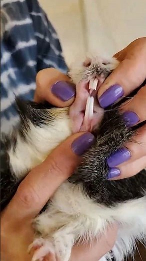 A Look at Healthy Guinea Pig Teeth