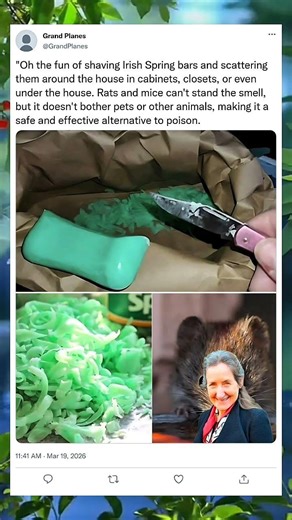 This Soap Trick Will Keep Rodents Out of Your Home! 🧼🏠#RodentRepellent