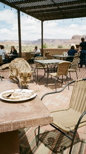Kind Waiter Feeds Starving Stray Cat! #animal #kindness #rescue | Team Stories