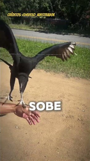 SÓ VAI CURTIR QUEM ACHOU FOFO 🥹 #familia #animais #fofo #youtubeshorts #shorts