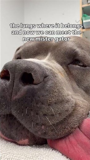 Gator Before & After BOAS laser surgery