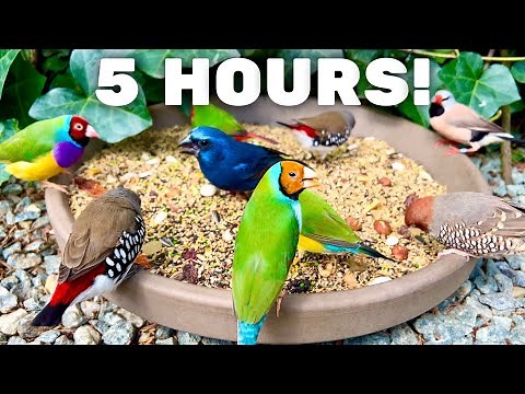 5 Hours - Beautiful Finches and Softbills! Bird sounds, birds chirping and bird singing