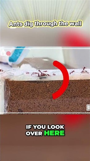 Ants' Unbelievable Honeycomb Obstacle Course