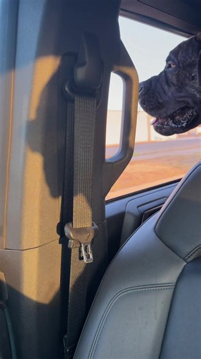 Boerboel Life: Gentle Giant Moments with a Big Mastiff
