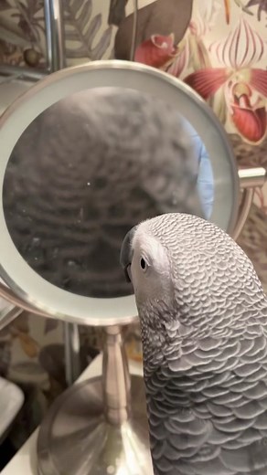 Hilarious Bird Mirror Distorted Memes