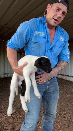 New Ram Lamb Tail Docking Process on the Farm