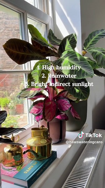Hands up if you’ve been personally victimised by a Calathea 🙋🏼‍♀️ The good news is that these divas can be easy to grow if you understand the essentials. 1. They need high humidity to feel at home (give them a mist with our Smethwick Spritzer or place near a steamy bathroom) 2. They can be sensitive to the chemicals in tap water (opt for rainwater or distilled water where possible) 3. Keep these beauties away from intense direct sunlight to avoid scorched leaves (keep away from south facing wi