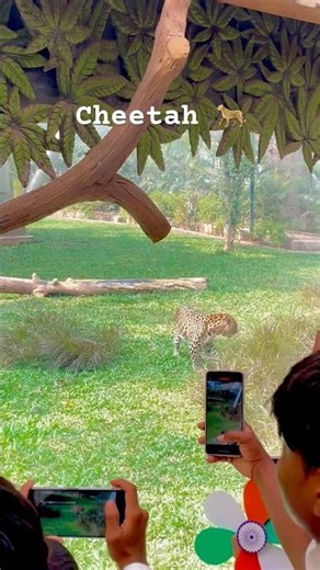 Cheetah 🐆 #cheetah #wildlife #africa #safari #shorts