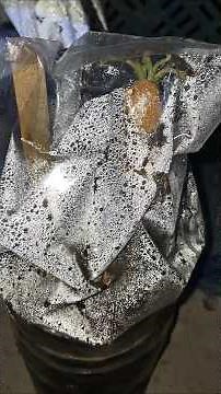 Star fruit growing from cutting. #propagation #starfruit #starfruit_cutting