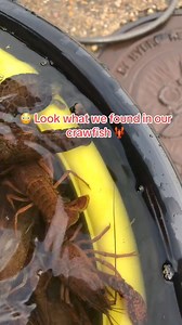 2.5M views · 10K reactions | Cleaning crawfish | Chef Brandon Harlee | Facebook