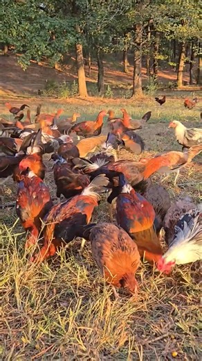 22K views · 408 reactions | Jumper Farm Official Catching Up Stags & Pullets For This Breeding Season Inbox Now If Interested thanks.! | Jumper Farm Official | Facebook