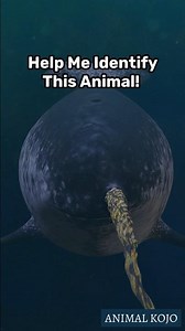 Help Me Identify This Weird Stick-Nosed Fish