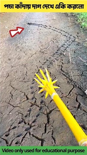 পচা কাঁদায় দাগ দেখে একি করলো🐟🔥amazing turtle facts in paddy field #shorts