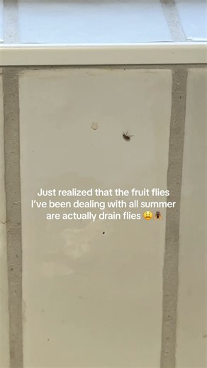 Save yourselves before it’s too late 😭 #drainflies #homeownertips #cleaning #cleaninghacks #diytips #fruitflies | Sway Sarah Build