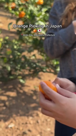 1.6K views · 93 reactions | Orange Picking in Japan  #japantravel #japan #fruitlover #naturetherapy #fypシ゚ #japanlife #JapanWonders #orangepicking #mandarinorange #wakayama #pinoyabroad #ofwlife | Japan Wonders | Facebook