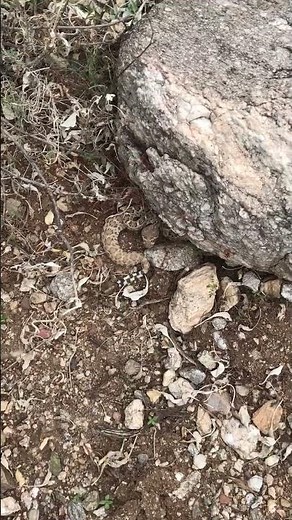 Western Diamondback Rattlesnake in habitat