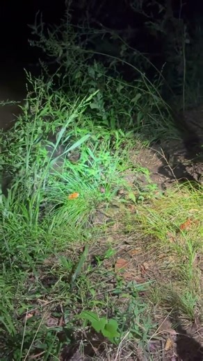 First time frog hunting #froghunting #frogging #first