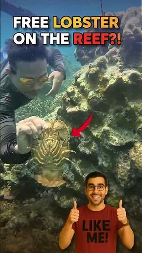 UNBELIEVABLE! Slipper Lobster Feast Found Right On The Reef! #lobster #fishing #seafood