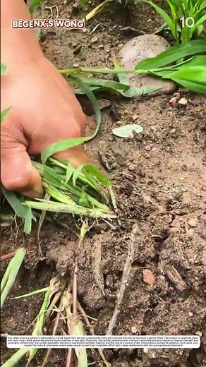 Weed Removal: How Manual Hands Pull Wild Plants Out by the Roots