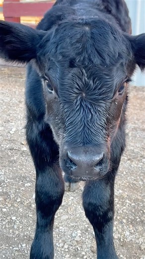 🐂 Nothing Cuter Than Happy Calves