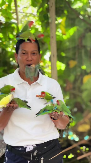 Aves del amor en Ocean World Puerto Plata