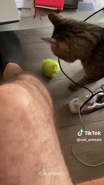 Funny Cats Compilation to Brighten Your Day