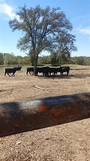 #yeeyee #ranch #cows #bull #work #farm